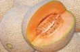 Concentrado de MELÓN